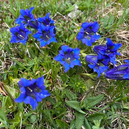 Apartman Schmiderer *