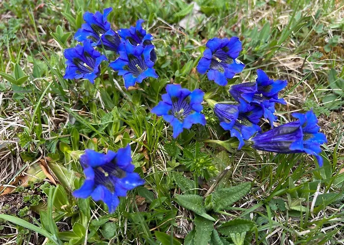 Apartamento Schmiderer *